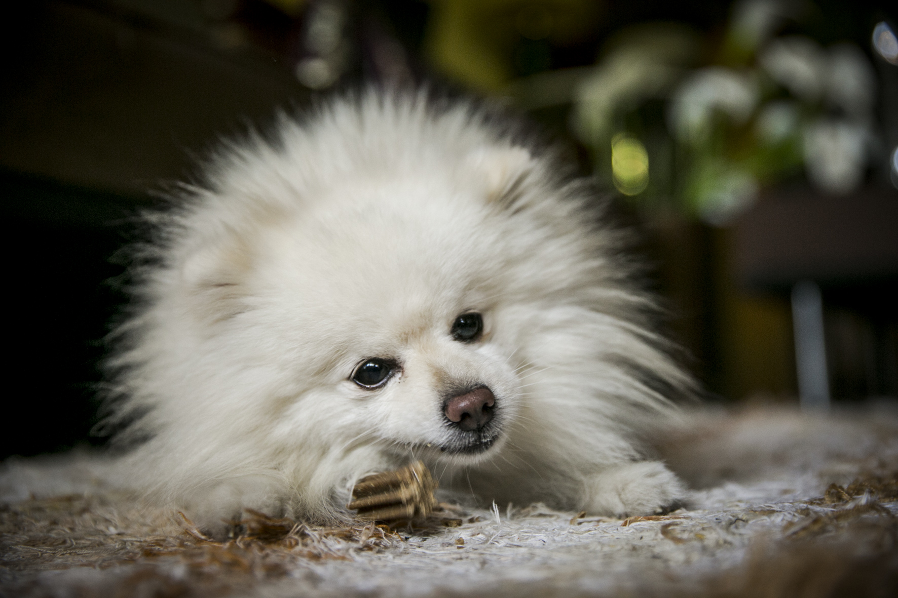 Mas del Silenci wedding  dogs at wedding
